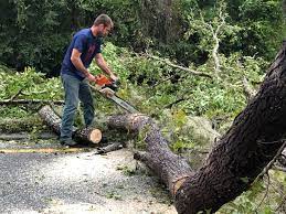 Professional Tree Services in Uvalde Estates, TX