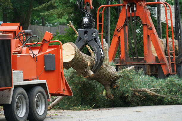 Seasonal Cleanup (Spring/Fall) in Uvalde Estates, TX